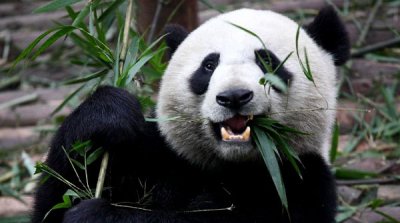 ​中国十大濒危国宝级野生动物排名，大熊猫夺冠