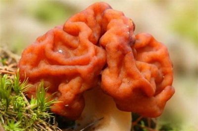 ​世界上十种最奇特的蘑菇 血齿菌像草莓加奶油