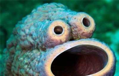 ​世界十大怪异的海洋生物，排名第一的不是一般的可爱！