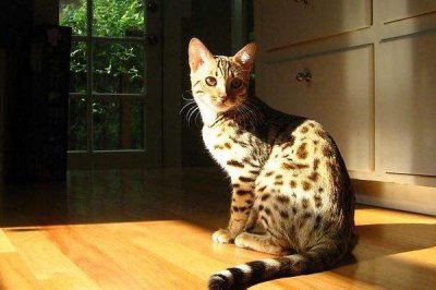 ​全球10大罕见杂交动物：虎皮猫上榜，你见过吗？