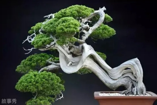 网络图片(侵删)