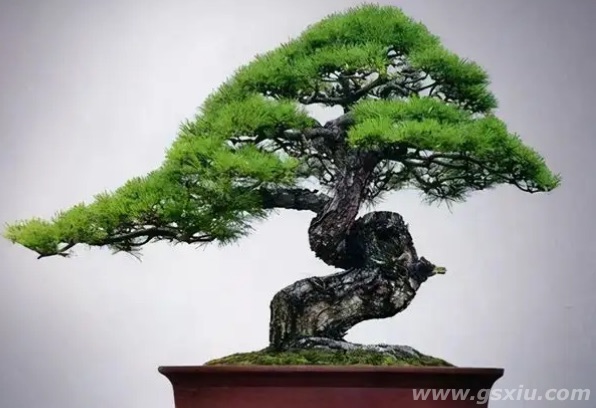网络图片(侵删)