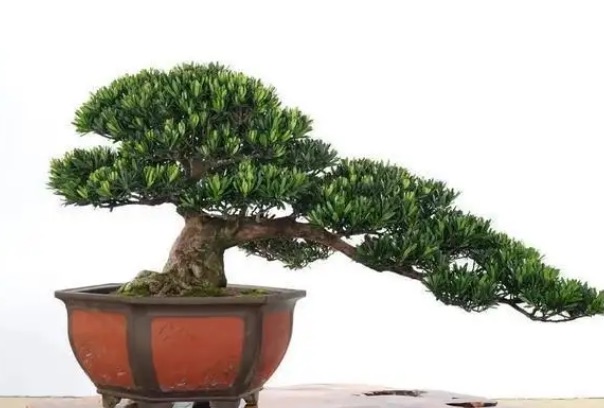 网络图片(侵删)