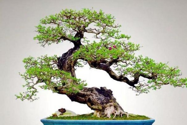 网络图片(侵删)