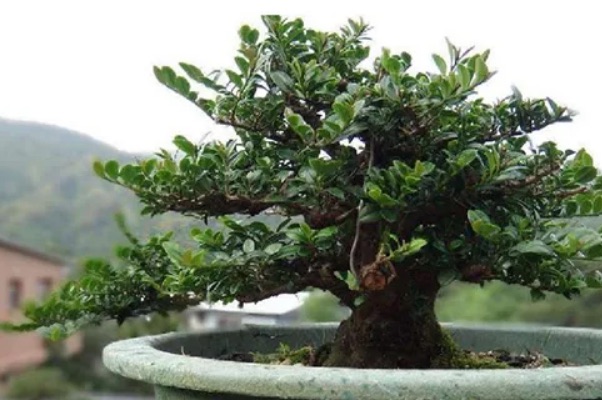 网络图片(侵删)