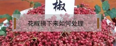 ​花椒摘下来如何处理