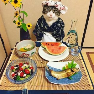 ​猫除了猫粮还能吃什么东西（猫咪吃这6种食物营养更充足）
