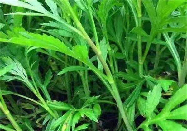 蒌蒿是什么植物(青蒿之间是什么关系)