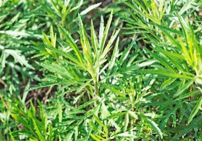 ​蒌蒿是什么植物(青蒿之间是什么关系)