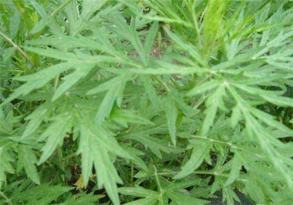 蒌蒿是什么植物(青蒿之间是什么关系)