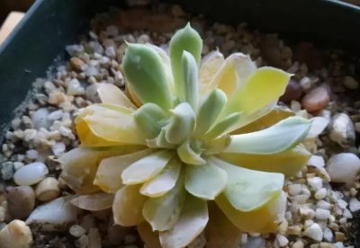 ​多肉化水是什么原因导致的（造成多肉植物化水的2大关键点）