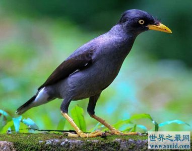 ​粘人又认主人的小宠物（十种性格软萌亲近人的宠物）