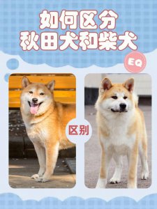 ​如何区分秋田犬和柴犬（秋田犬和柴犬的区别）