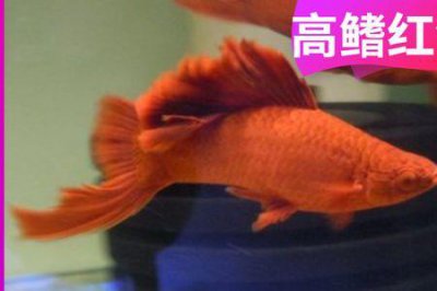 ​高鳍红剑鱼饲养窍门