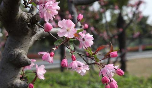 一一枝梨花压海棠是什么意思