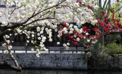​什么叫梨花压海棠,一枝梨花压海棠上句是什么意思