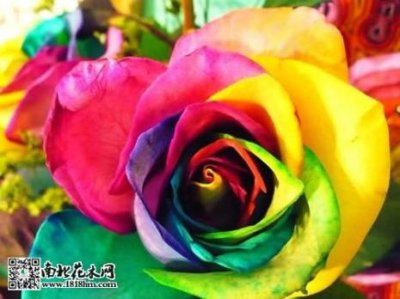 ​七色彩虹花的故事