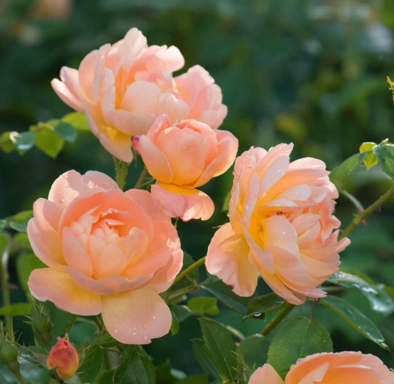 月季花4月份可以修剪吗（月季花谢了从哪里剪）(图6)