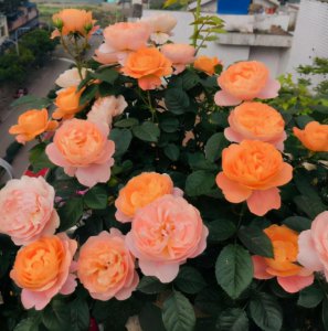 ​月季花4月份可以修剪吗（月季花谢了从哪里剪）