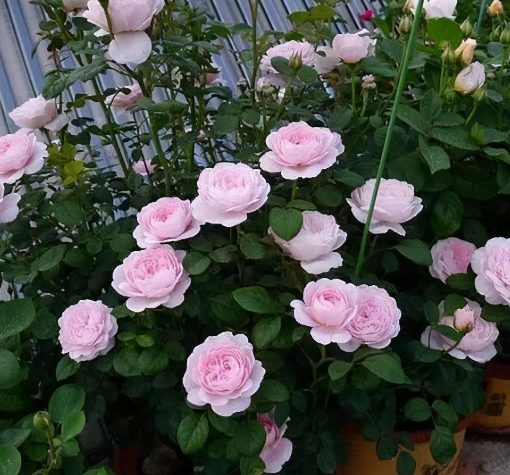 月季花4月份可以修剪吗（月季花谢了从哪里剪）(图3)
