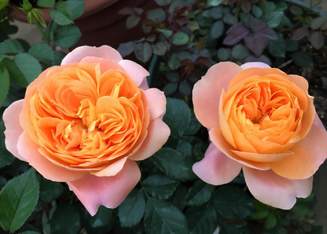 月季花4月份可以修剪吗（月季花谢了从哪里剪）(图5)