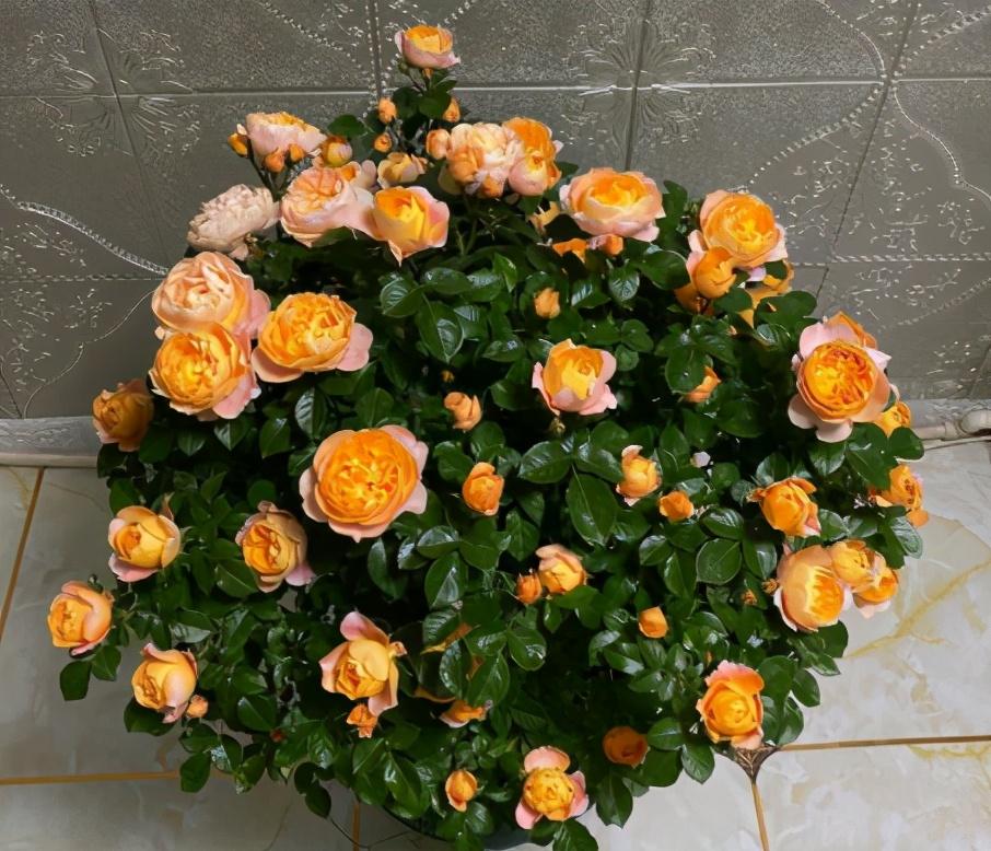 月季花4月份可以修剪吗（月季花谢了从哪里剪）(图7)