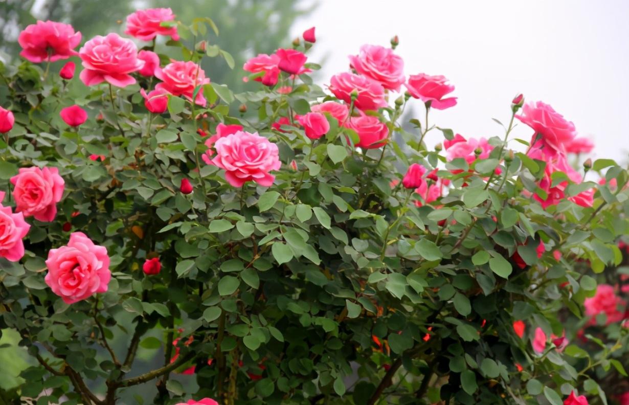 月季花4月份可以修剪吗（月季花谢了从哪里剪）(图4)