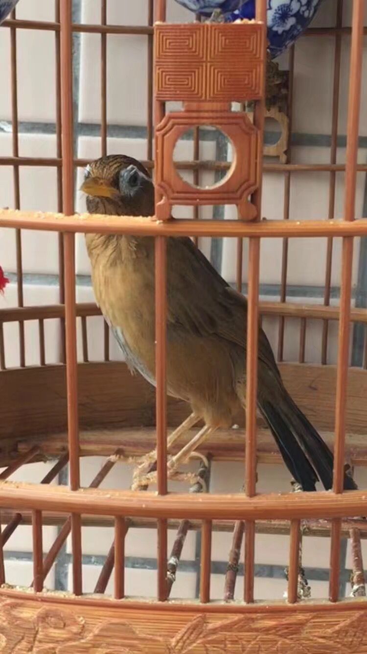 母画眉鸟叫（解读母画眉鸟的叫声不同含义）
