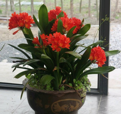 君子兰不出花剑直接开花（君子兰不开花怎么办才能让它开花）(图2)