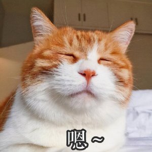 ​小猫呕吐吃什么药比较好（猫咪呕吐用什么药）
