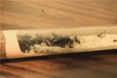 ​具有神经质的蚂蚁 日本弓背蚁（对风吹草动很敏感）