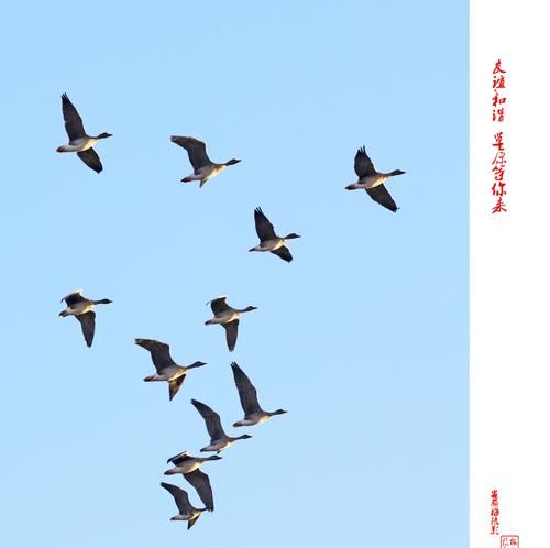 一群大雁往南飞的原因是什么