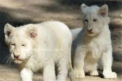 ​宠物白狮子多少钱一只 怎么才能选择白狮子作为宠物