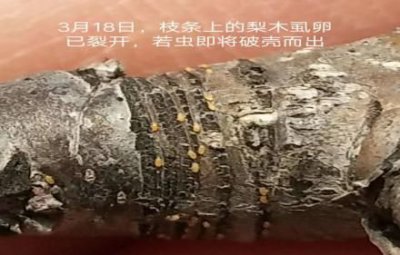 ​梨木虱严重了用什么药？床虱最怕3个克星