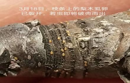 梨木虱严重了用什么药？床虱最怕3个克星-第1张图片-