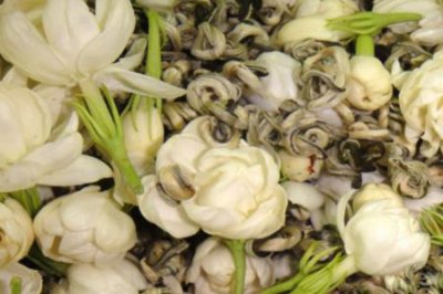 ​茉莉花茶高碎和茶芯区别
