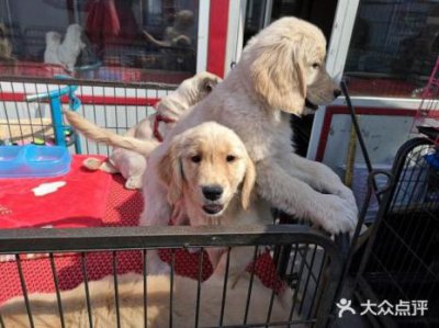 ​沈阳最大的宠物市场在哪里