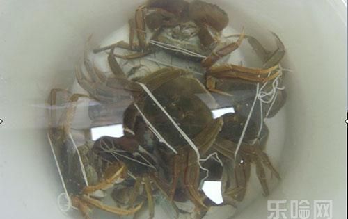 大闸蟹放冰箱里会死吗