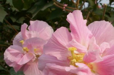 ​芙蓉树冬天怎么种植