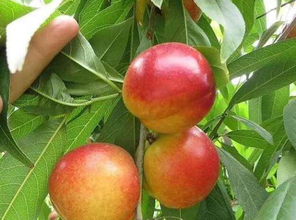 玉米杀菌剂有哪些,玉米条锈病用什么杀菌药治疗图3