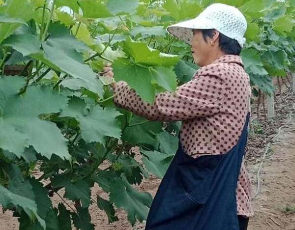 玉米杀菌剂有哪些,玉米条锈病用什么杀菌药治疗图4