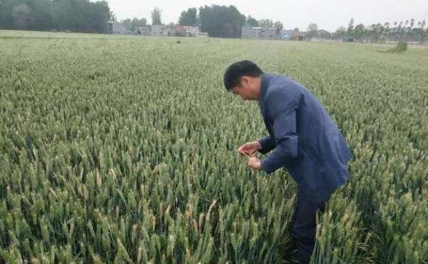 玉米杀菌剂有哪些,玉米条锈病用什么杀菌药治疗图2