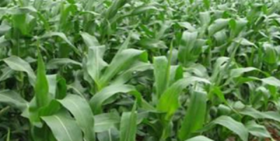 ​玉米杀菌剂有哪些,玉米条锈病用什么杀菌药治疗
