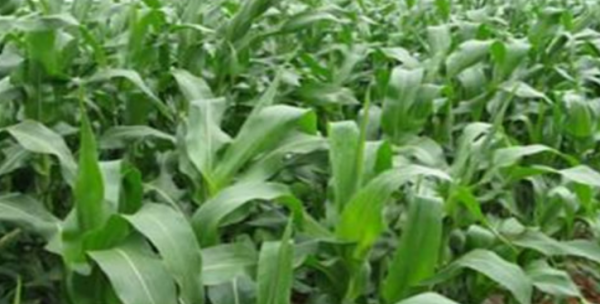 玉米杀菌剂有哪些,玉米条锈病用什么杀菌药治疗图1
