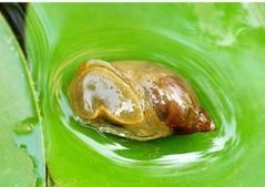 鲍鱼是鱼吗，鲍鱼是深海鱼吗？图3
