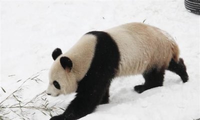 ​冬天不出来活动的动物有哪些,什么动物冬天不运动