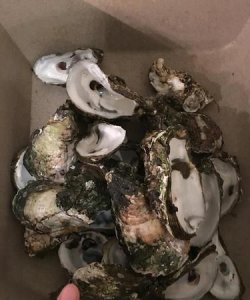​生蚝屎在哪，生蚝里黄色的是屎吗？