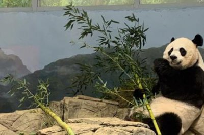 ​大熊猫的生活环境，不少于30字