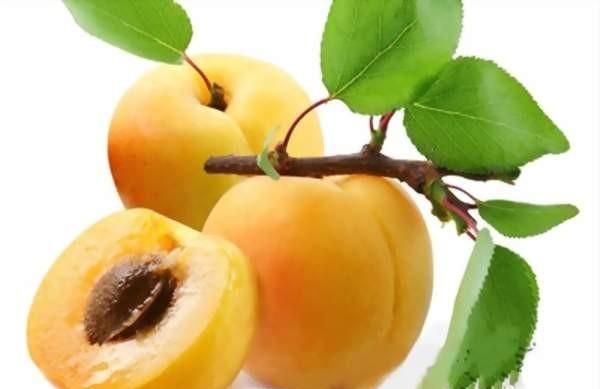 桃和杏能在一起做什么菜吃