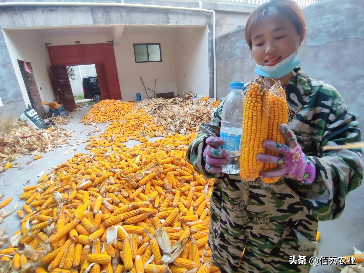 玉米高产栽培技术途径（玉米怎么种植才能高产一些）